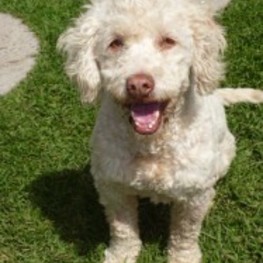 D 618373f5 de86 465e 9515 0cef2548c3b5