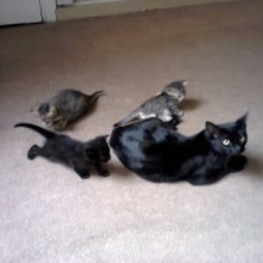 D 764fe537 6784 49b3 ab68 13668a0eda54