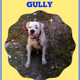 D 178182fd 0c2b 4fae a725 f0a9620079ad