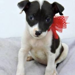 D 490fc700 7272 467e 8fce 6cc8836c5054