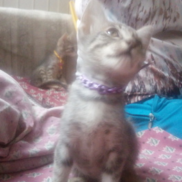 D 6a5e09ac c41c 44b4 888a c7cd693bc126