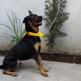 D db8fe36e fe2d 4347 a61e 2473ead5d896