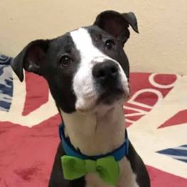 D 58a54426 1b38 4277 a7ab 0c8dc192222e