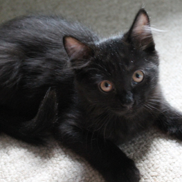 D d1ed1154 de40 4c9e bfe4 21d2d832015b