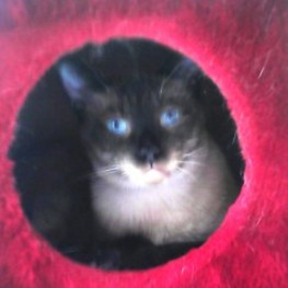 D b3ac661d 5f03 44fc 97ab 8a1862642f56