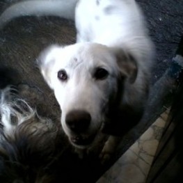 D 54179332 575b 4b21 88c8 0a9f279d5e21