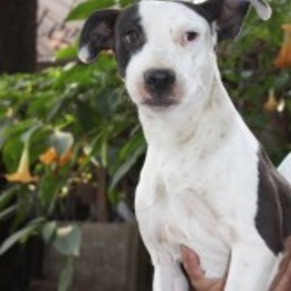 D 803c4f2b 647c 4d7d b4f8 80bda78b273b