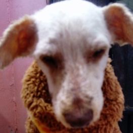 D cf028187 ac85 4f7c bafa d9bf515e3ca2