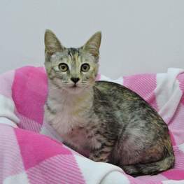 D ffdca148 cec6 410a b70e f8bf2edcc655