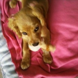 D 624e0085 cced 4413 8af9 4cb2148eaa61