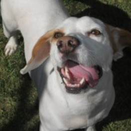 D 9049686f e571 42cf b931 076cec0293c8