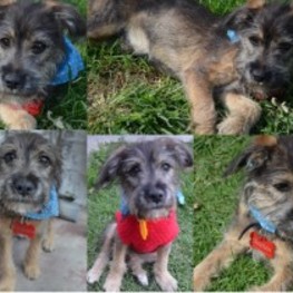 D 979a9817 7588 41bb 800c 8b60aa5ae123