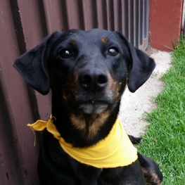 D 62321317 4603 4d9f 998a b2f32941448b