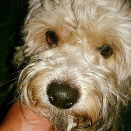 D bab19038 6181 4f4c b9ae 44c22e109a97