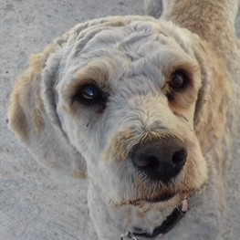 D 981a3ca5 18ed 42f6 8bc4 cfd79dc65a95