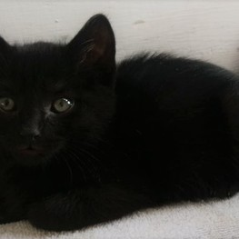 D cd514188 325f 4067 9030 e1648a5a4b36