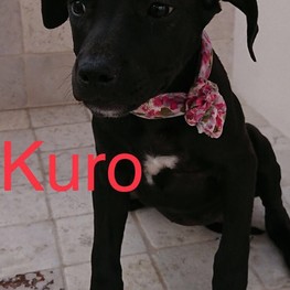 D c9fafb13 6e17 45f1 994c ef1f1029e75a