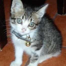 D f97a0acb e836 4242 b17c a3dff8d84cf6