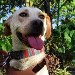 D 50a62dc2 fd16 41a5 b121 7c7330847a66