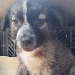 D b4aca50b c472 420a a8c5 33f68b6e5e42