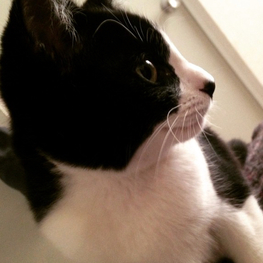 D 707f1c33 12ed 4bf2 ad8e 40760cde5fbf