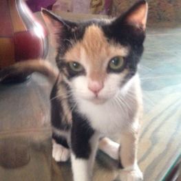 D 56ae8553 f682 42a6 9c81 981899a14f02