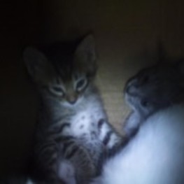 D 0ecd93c4 203c 439f a6a4 6d2701896d48