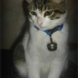 D 40a8c048 ccaf 470a 98ff c6f66f432547