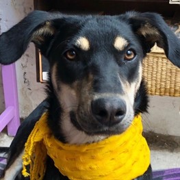 D 435506ba abc0 4c28 b4dc ab25c9d41501