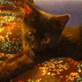 D 3efad344 9b05 476c 83fc 32e0c501d201