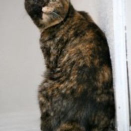 D a36c3676 dcd2 4fdd 953e 355a2109f4cb