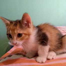 D 3c33b3b2 c51f 46fe 9e3c a4db796b9226