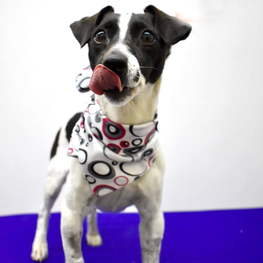 D 0308bb1c a9dd 4dc7 8ffe b59075bac138