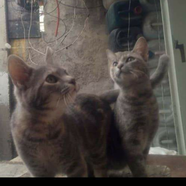 D 2e56cf54 53dc 4585 a7a9 c92776bc0ca3