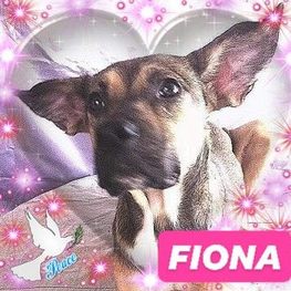 D c5ccddb4 3e39 4c0f 86ac 67e58d2f9d9c