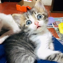 D 286fe4a8 04bc 4159 b398 d65c04c414b9