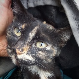 D 6b456769 e849 4d3b a25c 27226f27decf