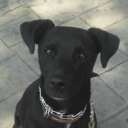 D 1d278af4 b964 4363 b1e4 298df6d0e1c4