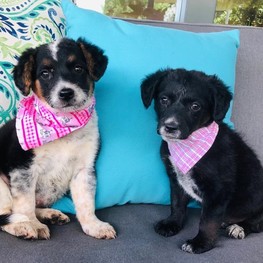 D 7669f77f b2af 4222 8c89 632e65cb012e