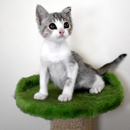 D 04258ccd 91e6 4397 9d0b e5c14810d97f