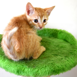 D d441483a f794 4dc5 9053 87f61b272eb6