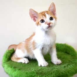 D 03fd9c3a f595 44ff 8b93 169518c561f1