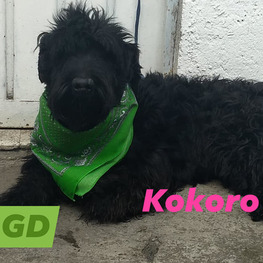 D 2a54859f bffe 48ce 8b5c 3bac48481991