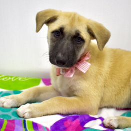 D 70a13efc bc3c 4ab9 9cfc 38f22e091d7c