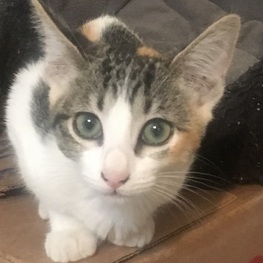 D 68e3b1c7 8cca 4b7b a857 0973b1dffb46