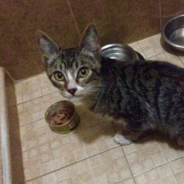 D 2853af34 7f3a 42e3 a844 46c5ebdfe6fe