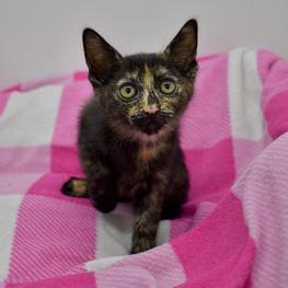 D c8c53ff3 d2bb 46f8 94d2 9885a34ec67a