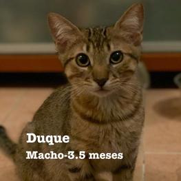 D d68451c4 8541 478a b13d d65dd09a02de