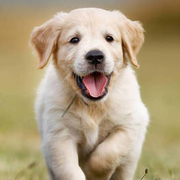 D 8075f094 0966 41ba b7bd 47e654edb811