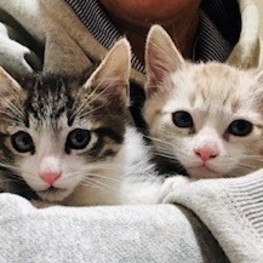 D f9e16b1b 1276 4319 8122 1f13598e4ba4